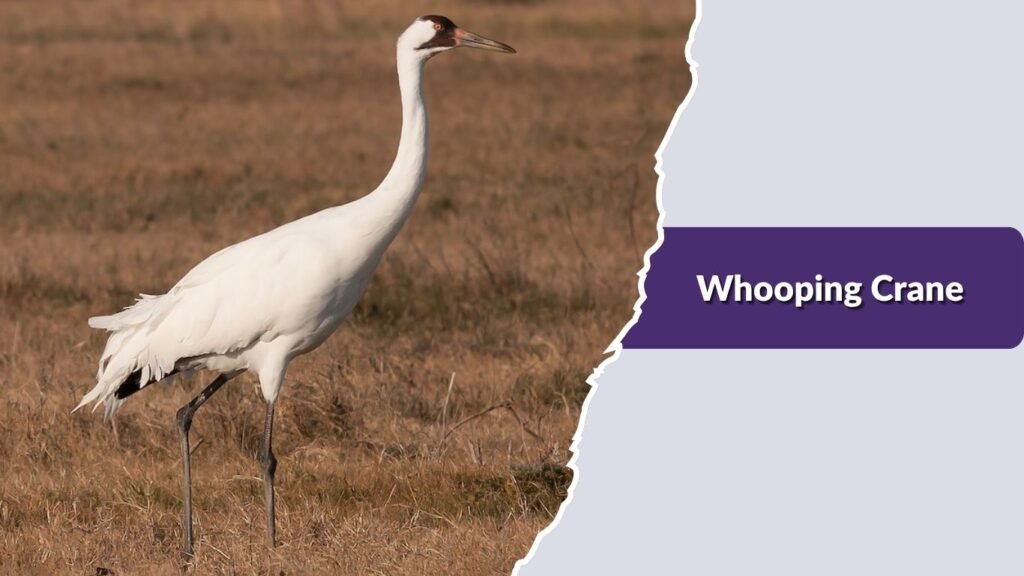 Whooping Crane
