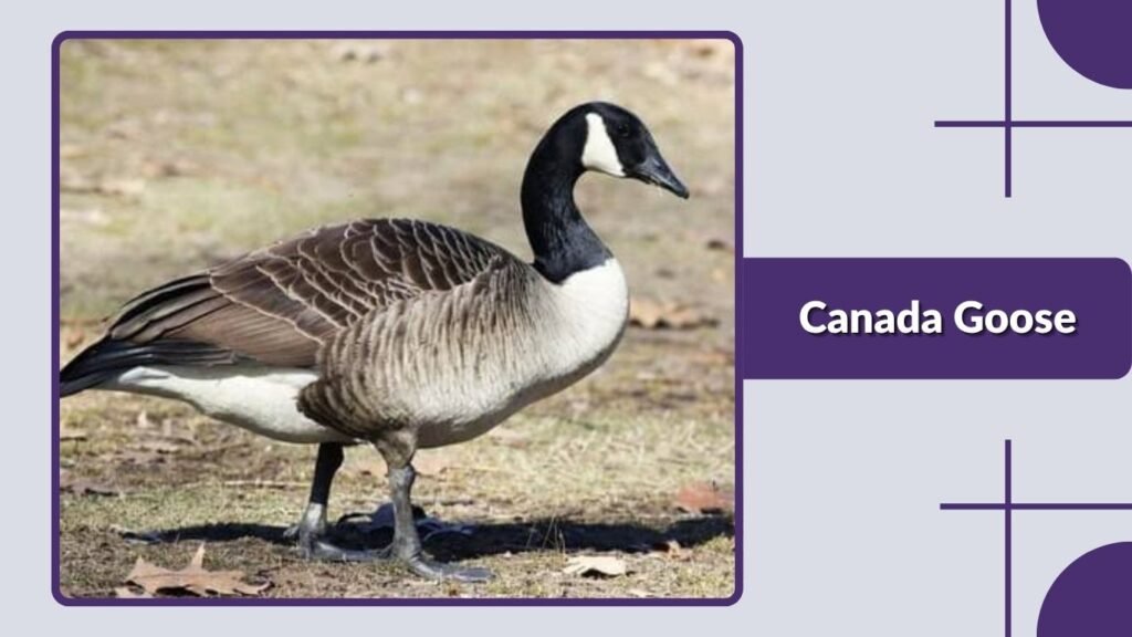 Canada Goose
