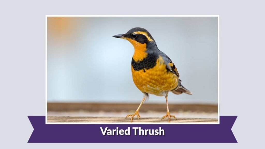 Varied Thrush