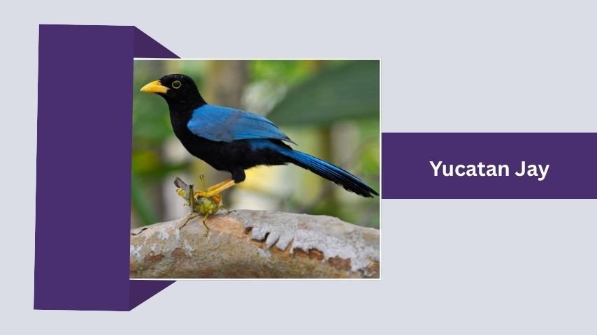Yucatan Jay