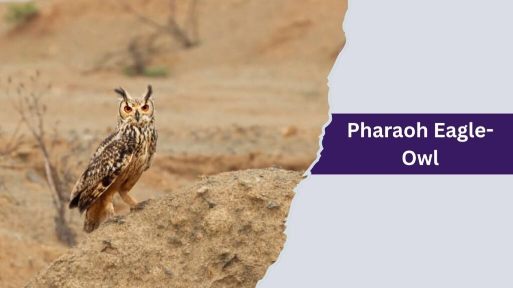 Pharaoh Eagle-Owl