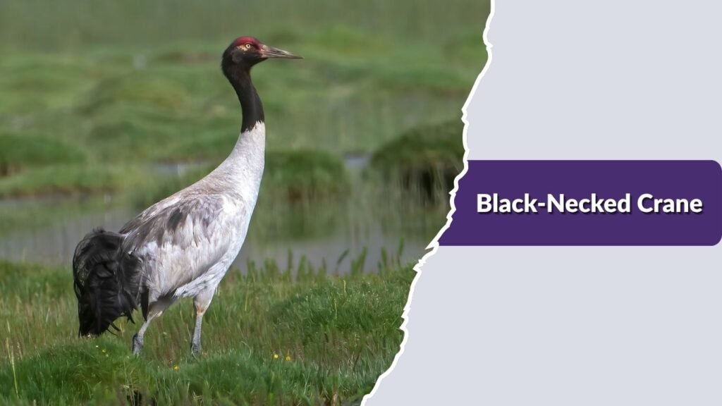 Black-Necked Crane