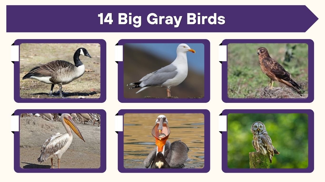 14 Big Gray Birds: Identification, Size, Habitat, And Picture