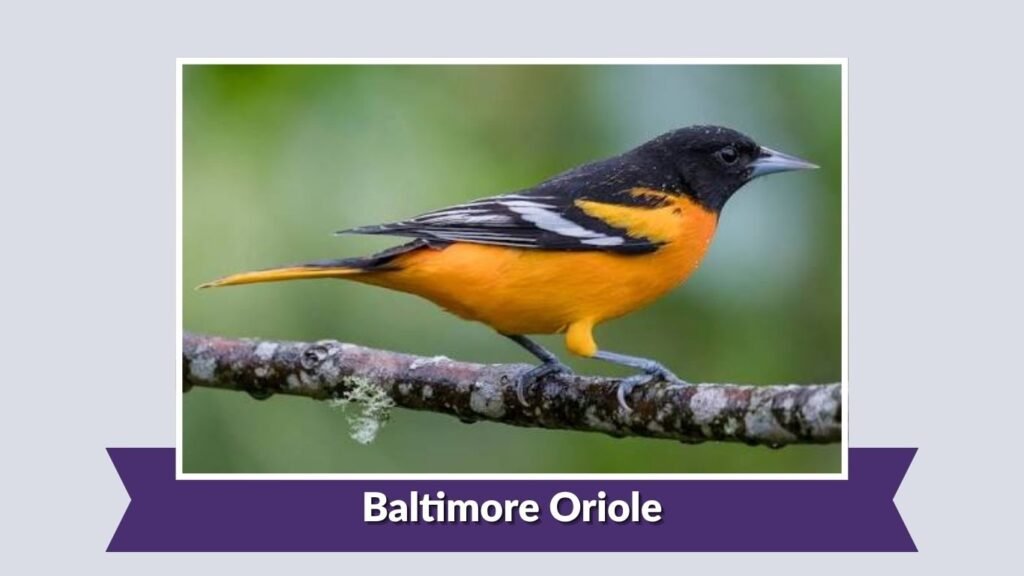 Baltimore Oriole