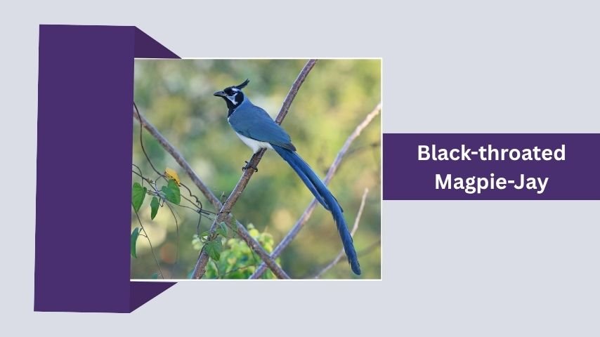 Black-throated Magpie-Jay