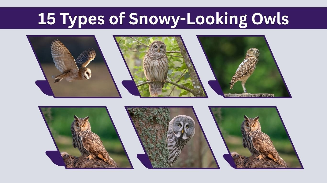 15 Types of Snowy-Looking Owls: Identification With Pictures