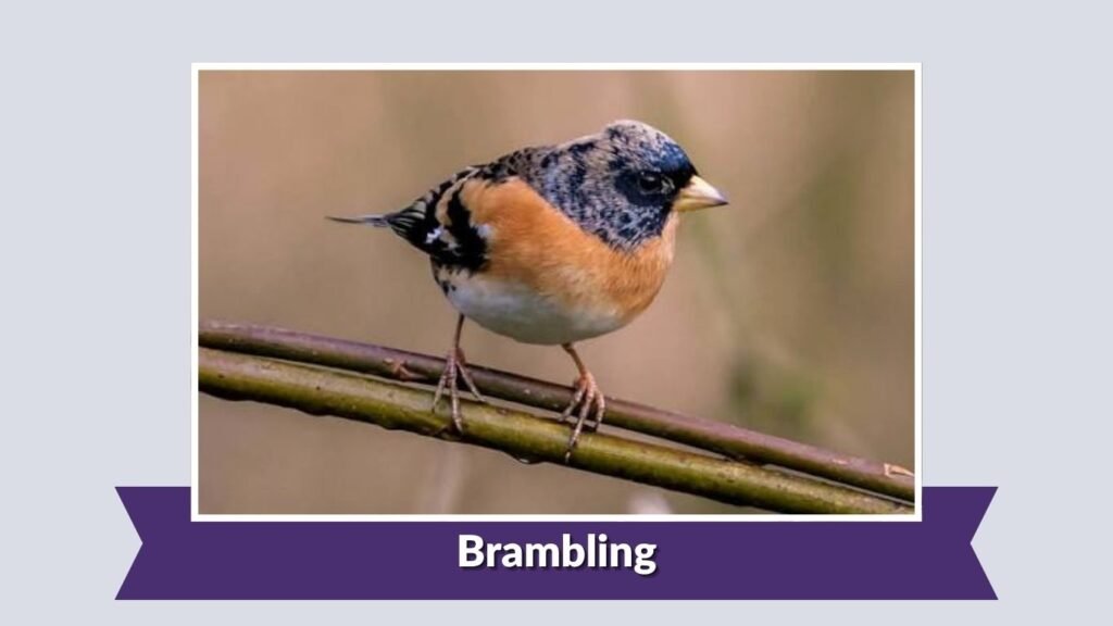 Brambling