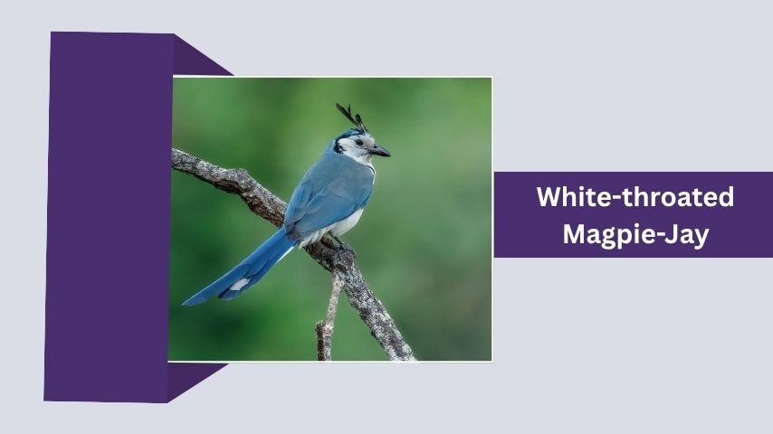 White-throated Magpie-Jay