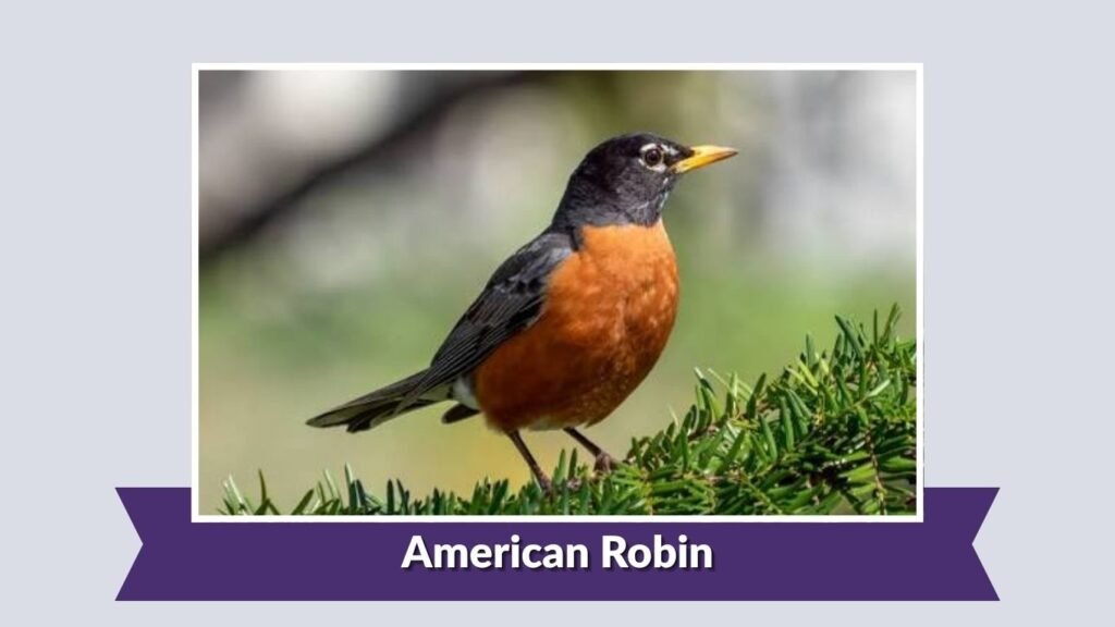 American Robin
