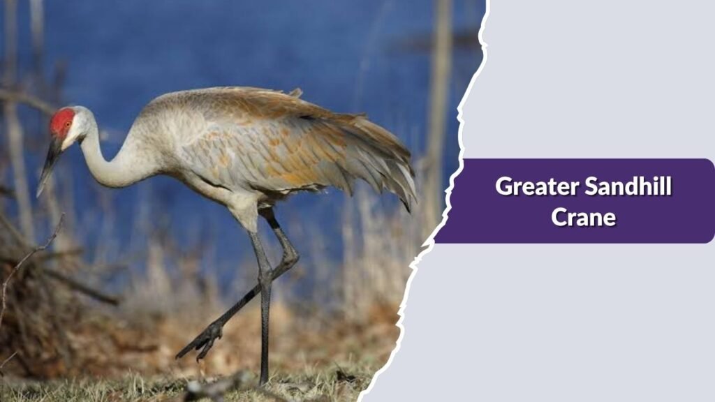Greater Sandhill Crane