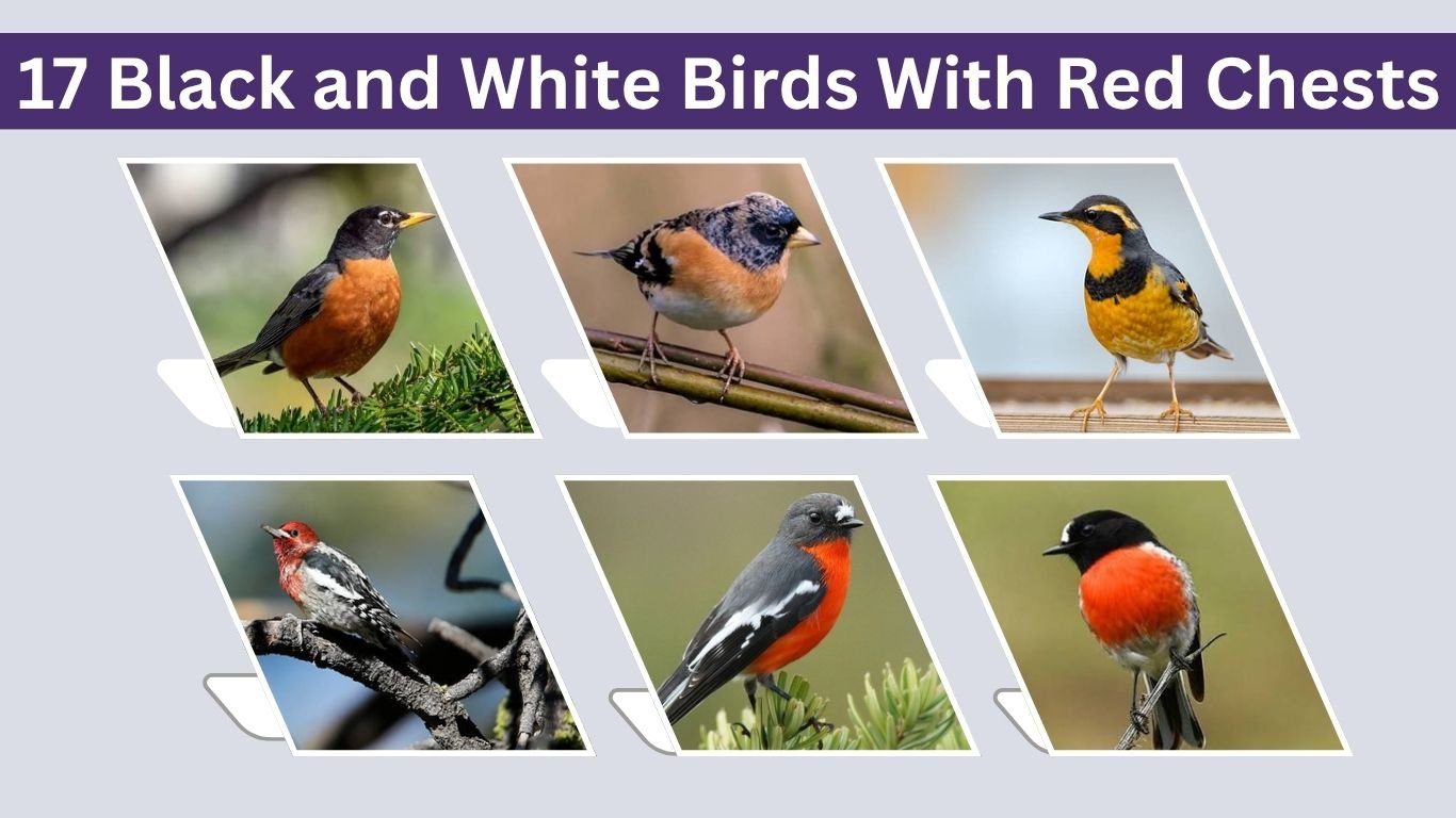 17 Black and White Birds With Red Chests: ID with Pictures