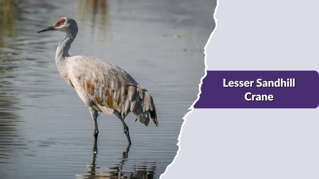Lesser Sandhill Crane