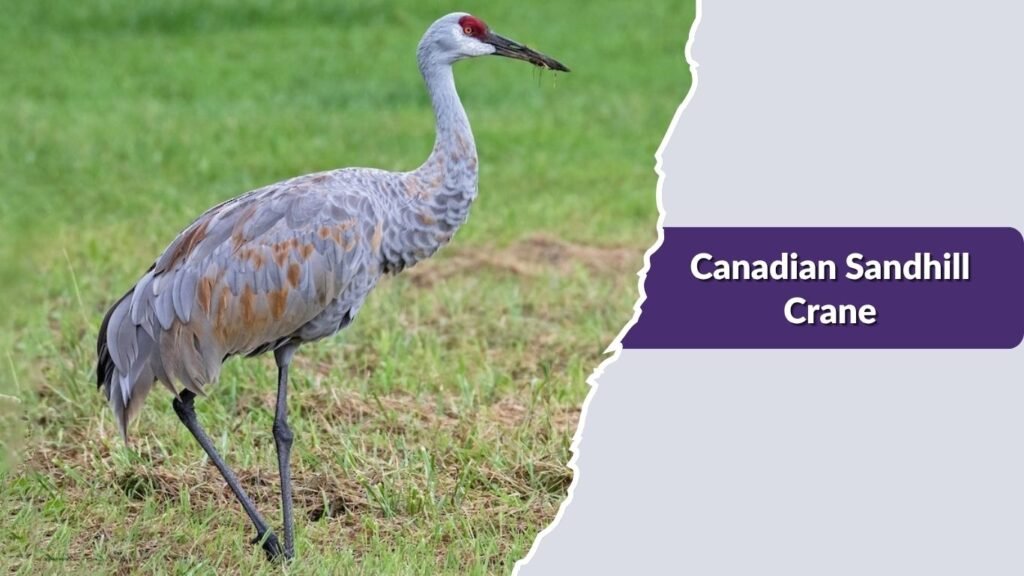 Canadian Sandhill Crane