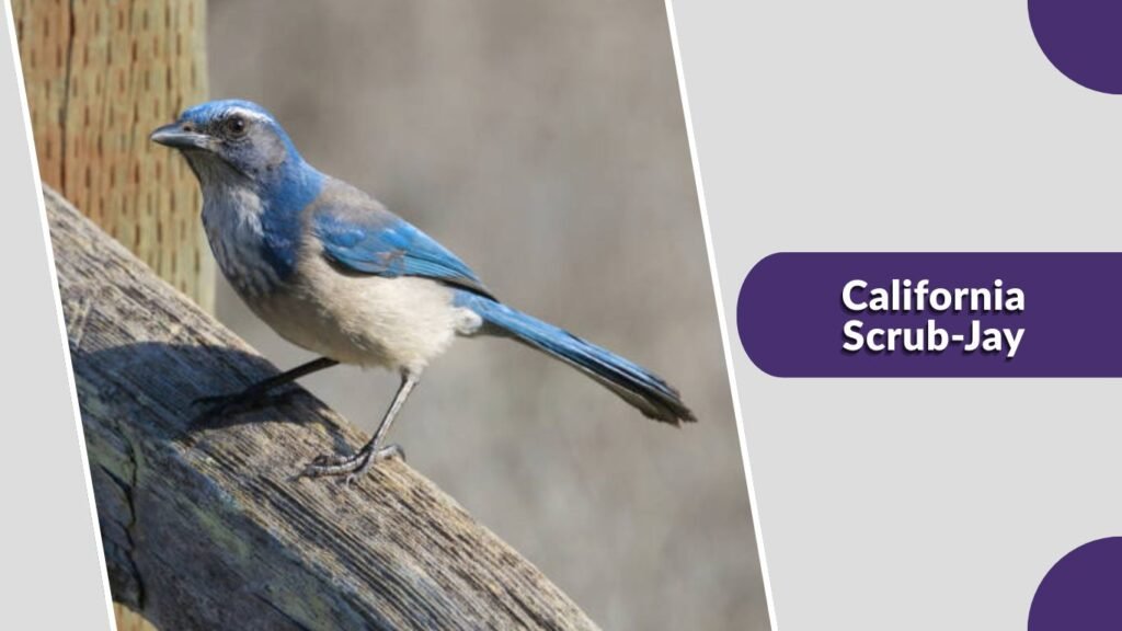 California Scrub-Jay