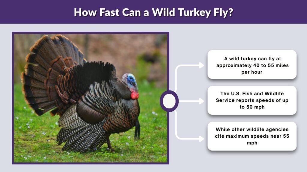 How Fast Can a Wild Turkey Fly?