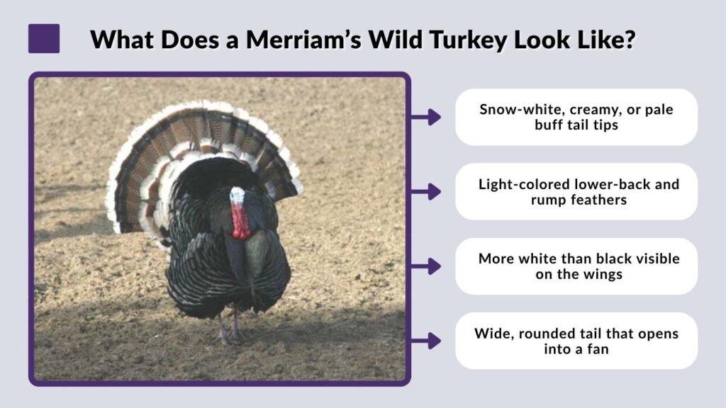 What Does a Merriam’s Wild Turkey Look Like?