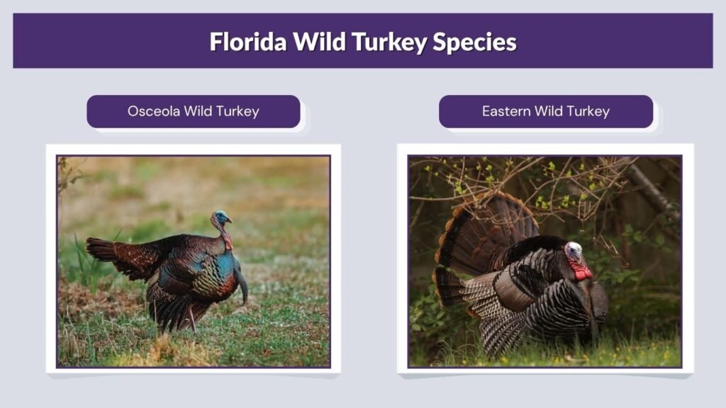 Florida Wild Turkey Species