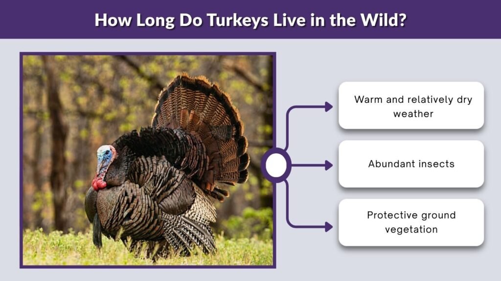 How Long Do Turkeys Live in the Wild?