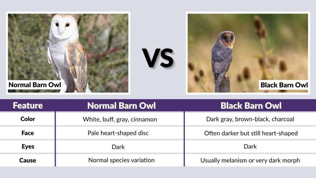 What Does a Normal Barn Owl Look Like?