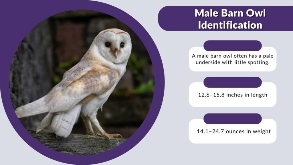 Male Barn Owl Identification