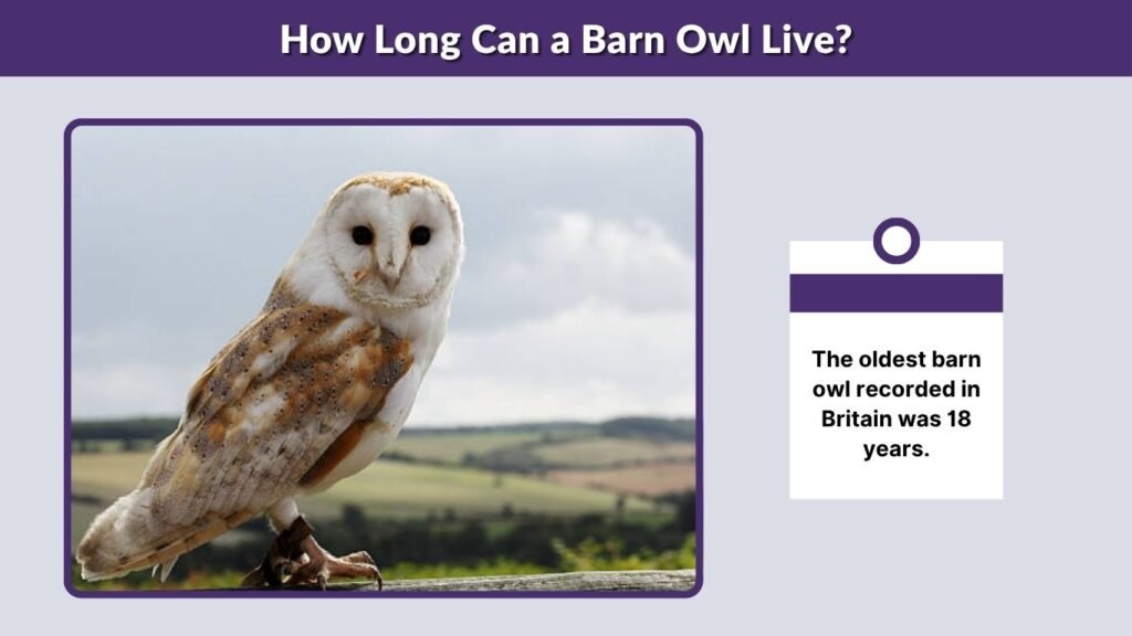 How Long Can a Barn Owl Live?