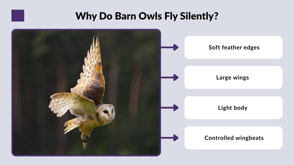 Why Do Barn Owls Fly Silently?