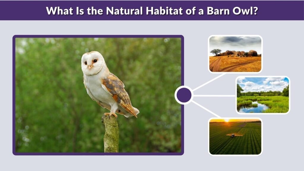What Is the Natural Habitat of a Barn Owl?