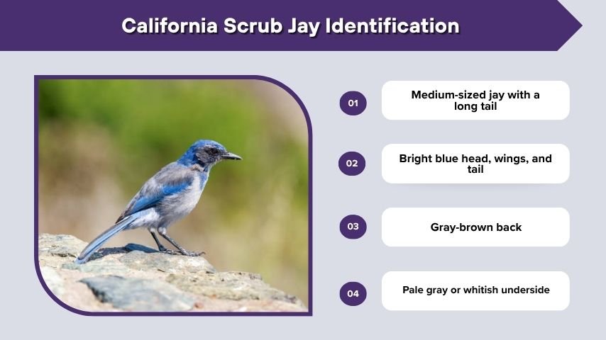 California Scrub Jay Identification
