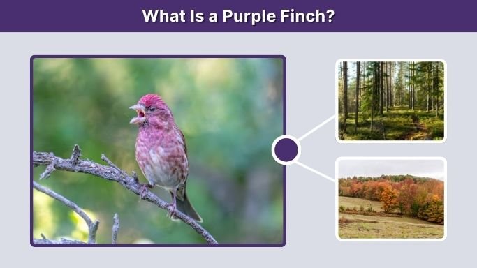 What Is a Purple Finch?