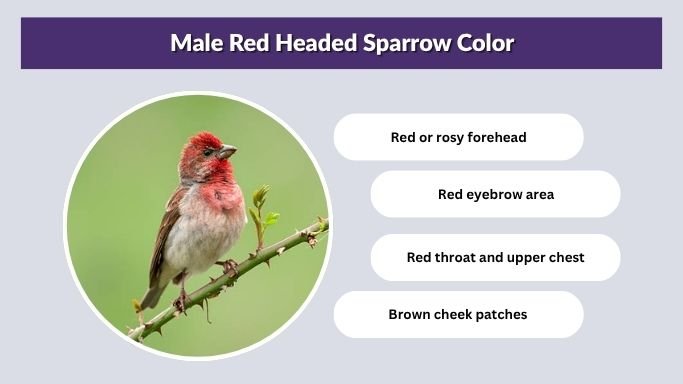 Male Red Headed Sparrow Color