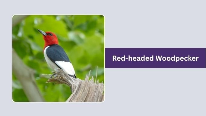 Red-headed Woodpecker