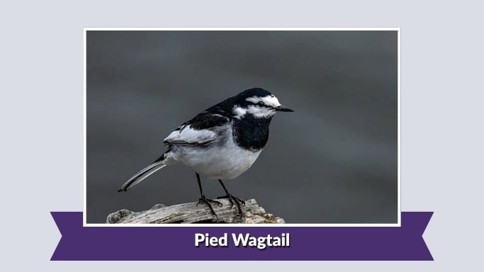 Pied Wagtail