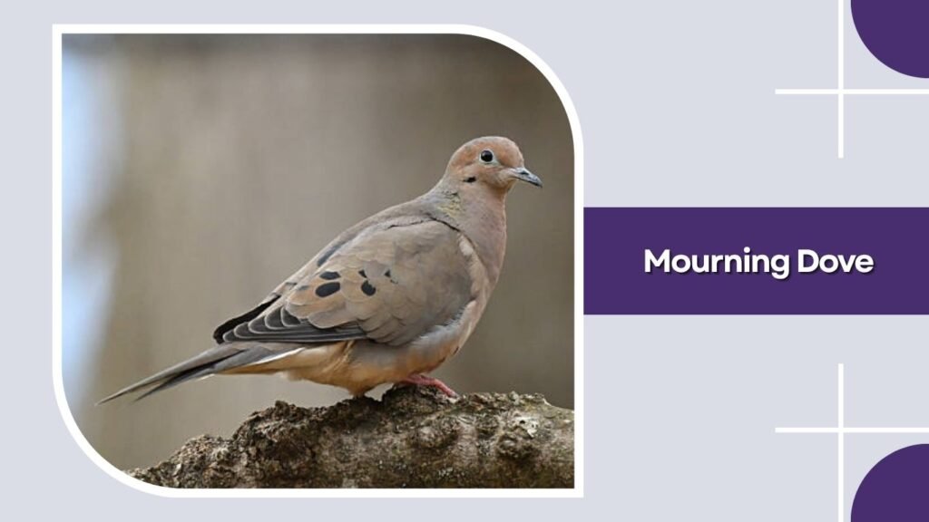 Mourning Dove