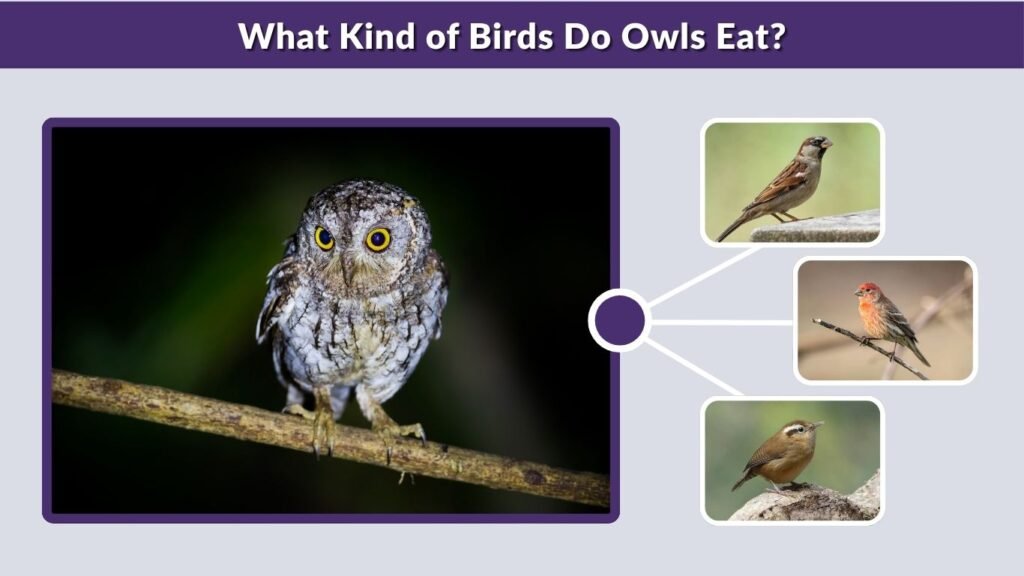 What Kind of Birds Do Owls Eat?