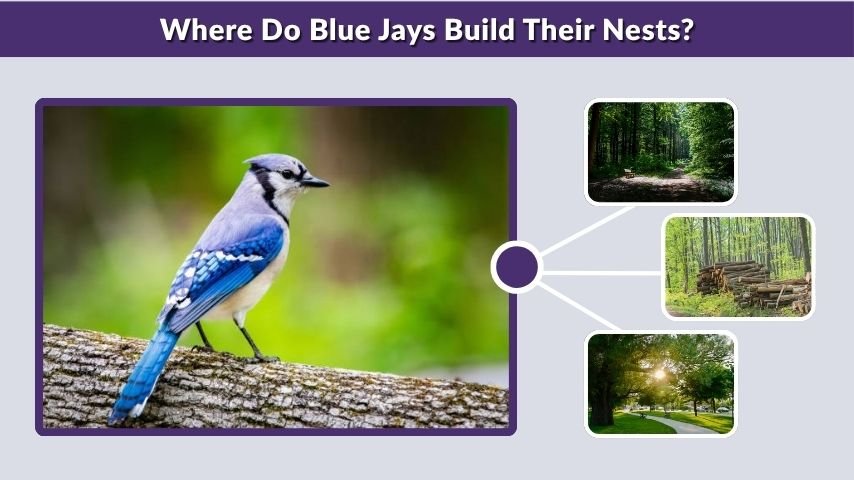 Where Do Blue Jays Build Their Nests?
