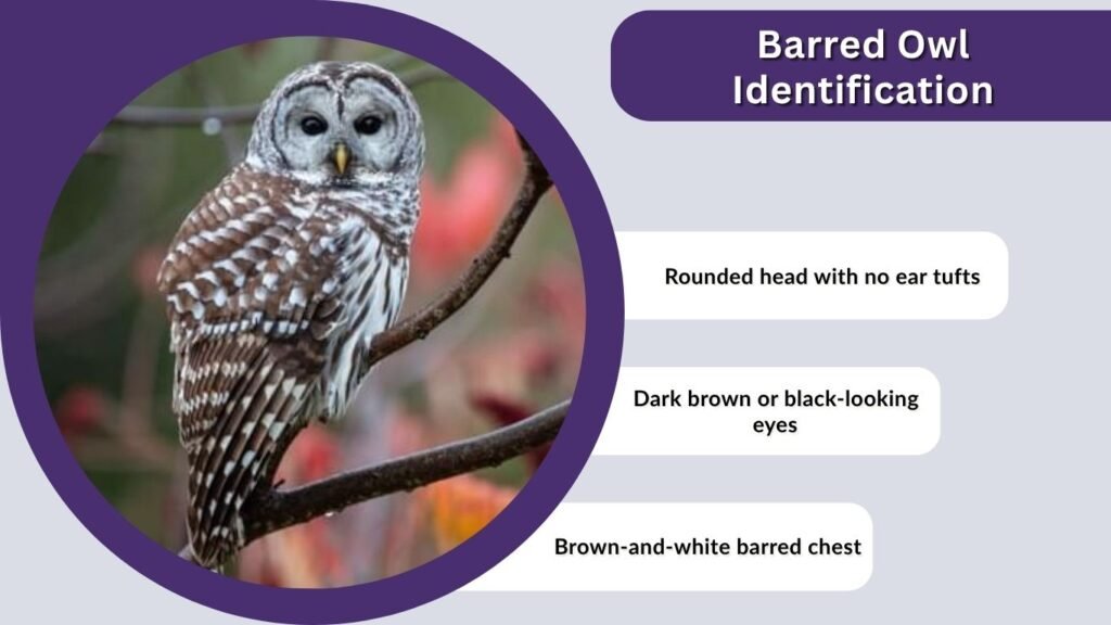 Barred Owl Identification