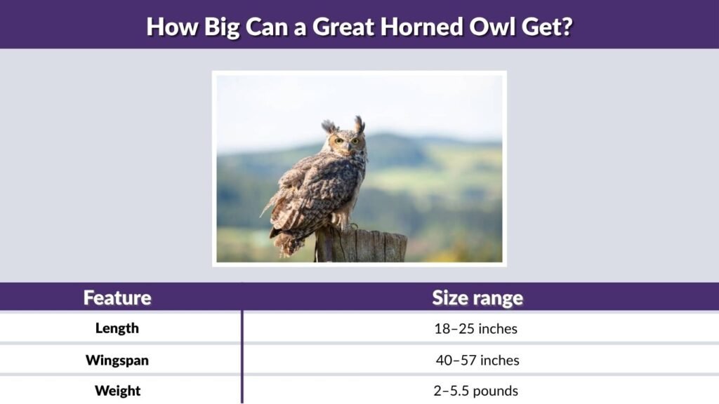 How Big Can a Great Horned Owl Get?