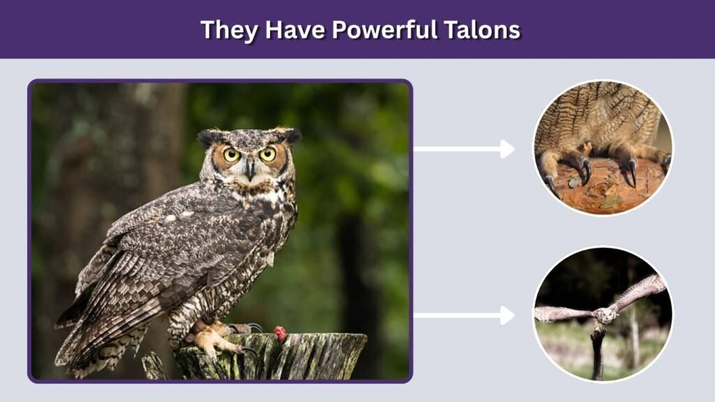 They Have Powerful Talons