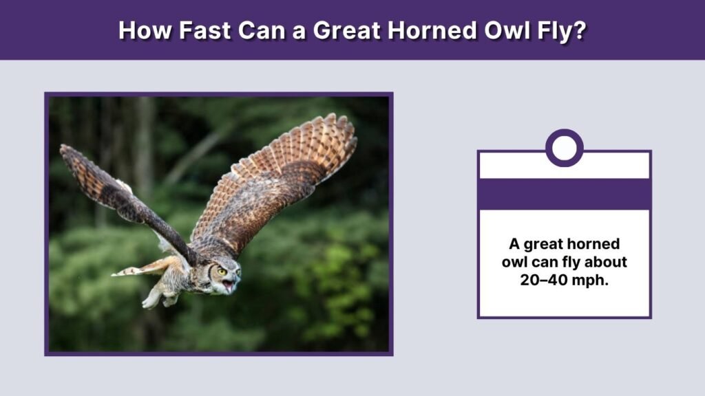 How Fast Can a Great Horned Owl Fly?