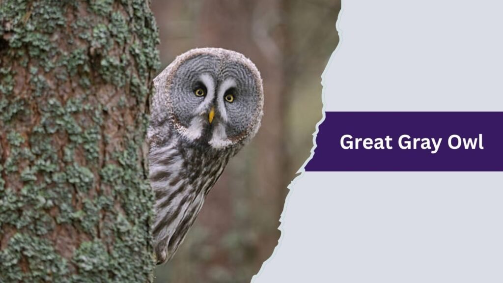 Great Gray Owl