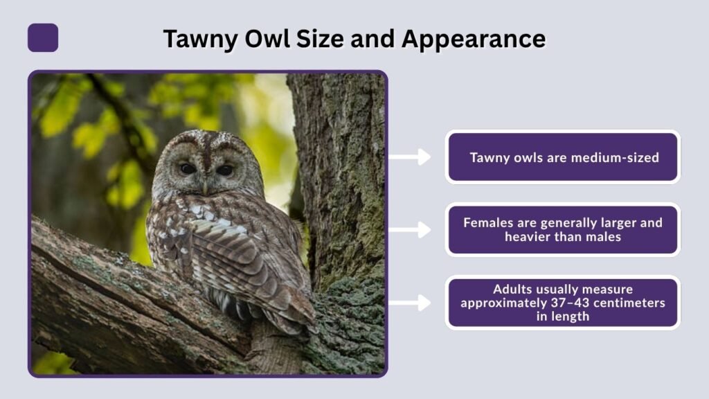 Tawny Owl Size and Appearance