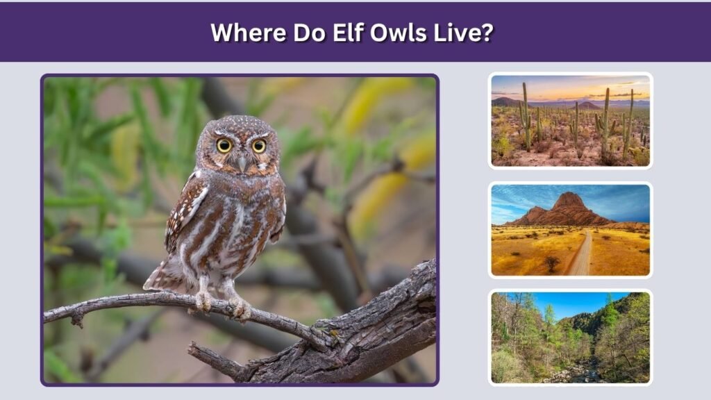 Where Do Elf Owls Live?