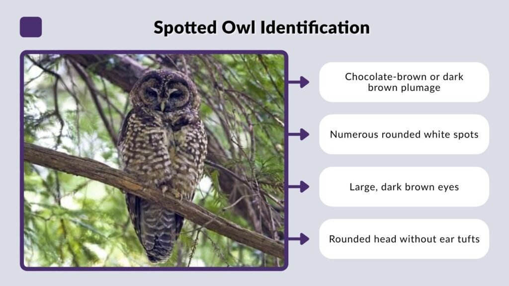 Spotted Owl Identification