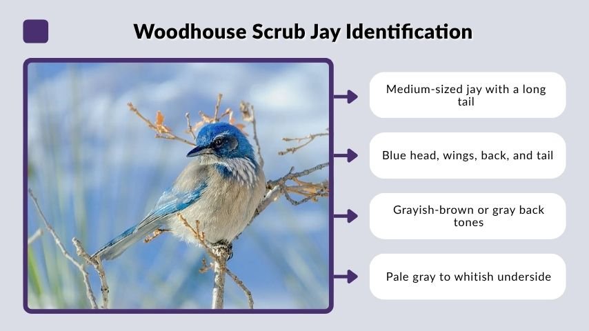 Woodhouse Scrub Jay Identification