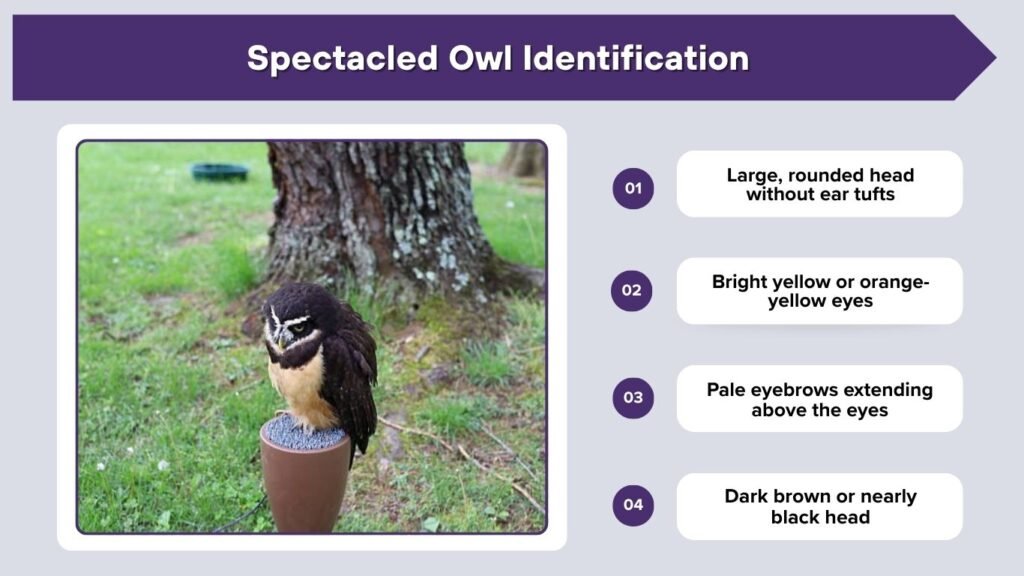 Spectacled Owl Identification