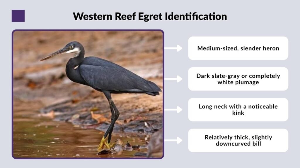 Western Reef Egret Identification
