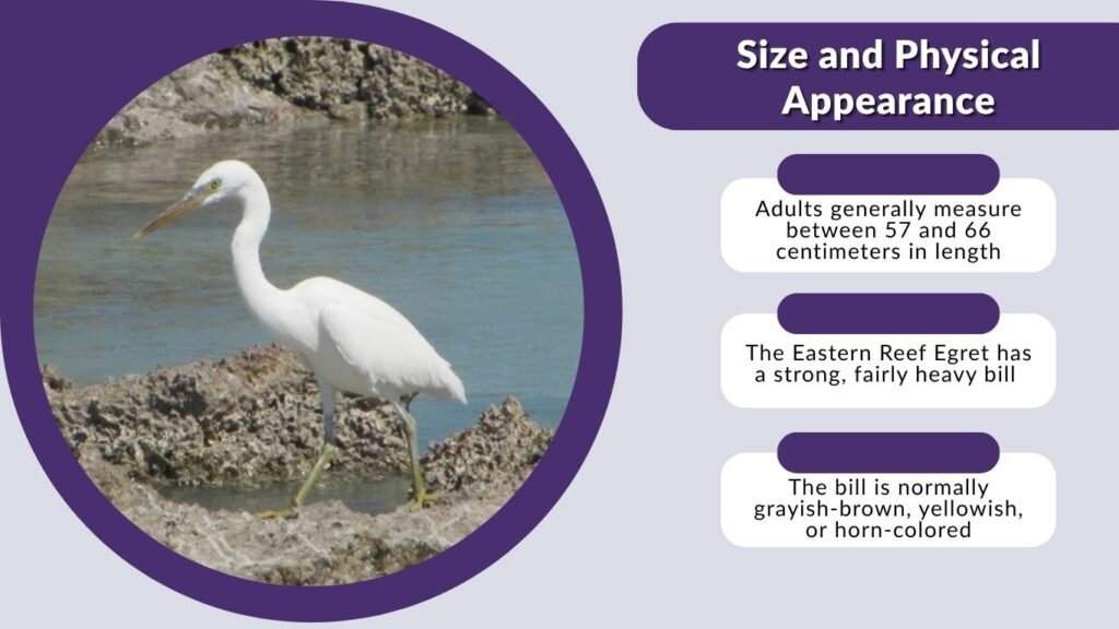 Size and Physical Appearance