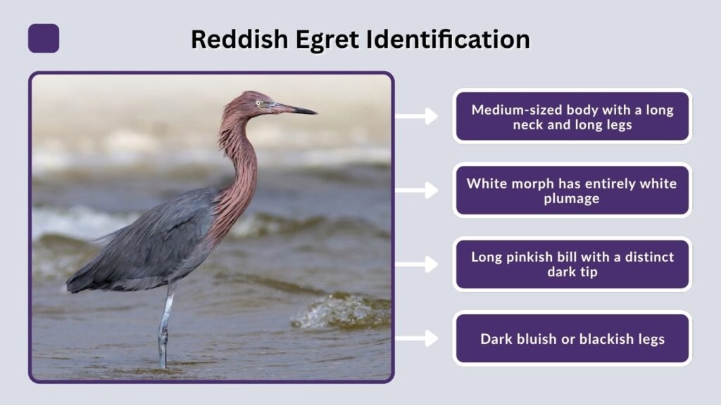 Reddish Egret Identification