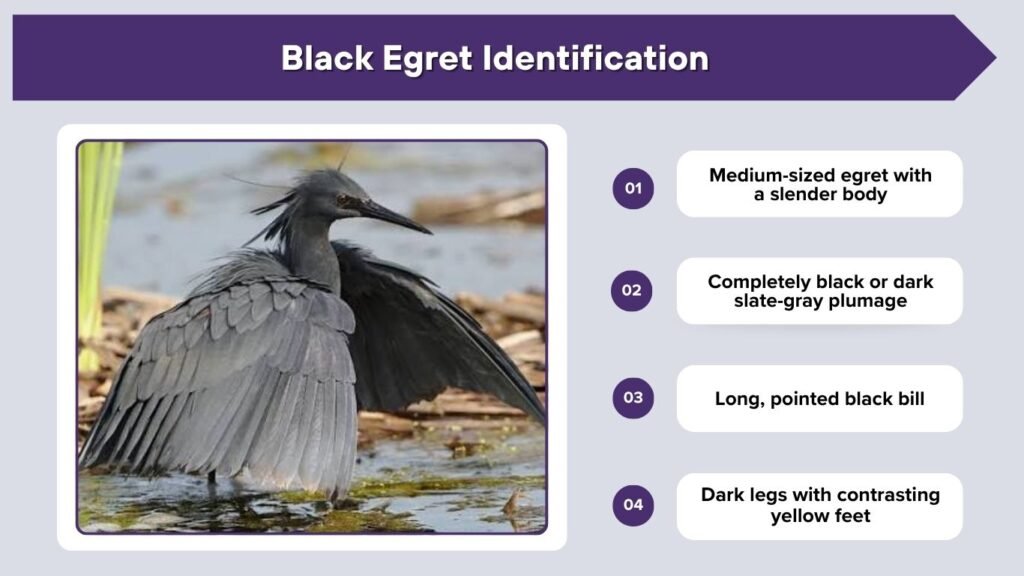 Black Egret Identification