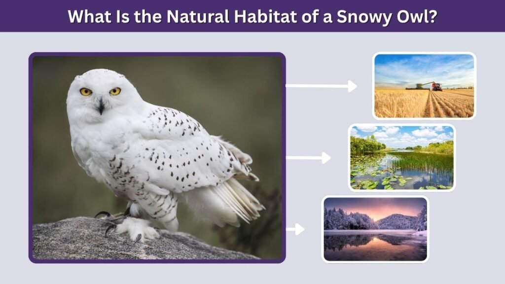 What Is the Natural Habitat of a Snowy Owl?